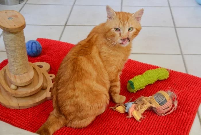 Bob, male 4yo Mixed Breed Cat for adoption at Tierheim Paderborn, Paderborn