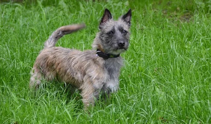 Boo, young Mixed Breed for adoption at Tierheim Paderborn, Paderborn