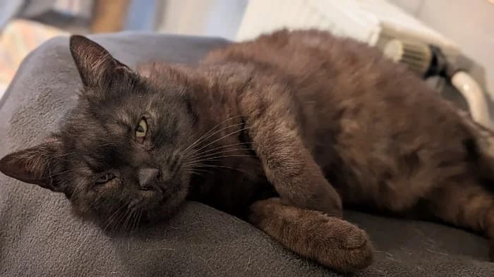 Brownie, male 5yo Mixed Breed Cat for adoption at Tierheim Paderborn, Paderborn