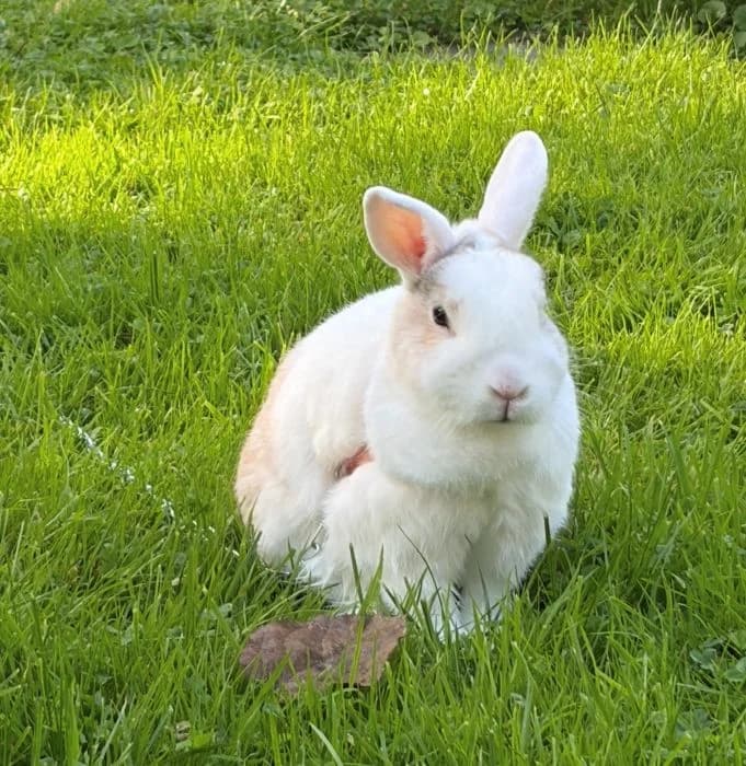 Buddy, male 5yo mixed breed for adoption at Tierheim Paderborn, Paderborn