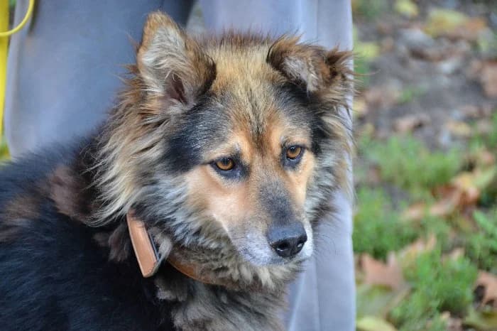 Candy, female 6yo German Shepherd for adoption at Tierheim Paderborn, Paderborn