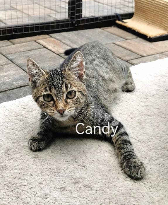 Candy & Mori, puppy Mixed Breed Cat for adoption at Tierheim Paderborn, Paderborn