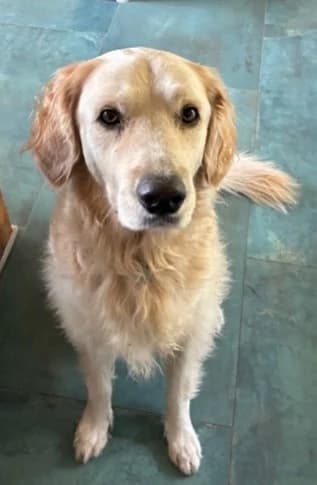 Charlie, golden female mixed breed for adoption at Tierheim Paderborn, Paderborn