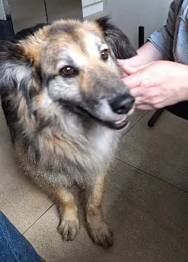 Chucky, 7yo Mixed Breed for adoption at Tierheim Paderborn, Paderborn