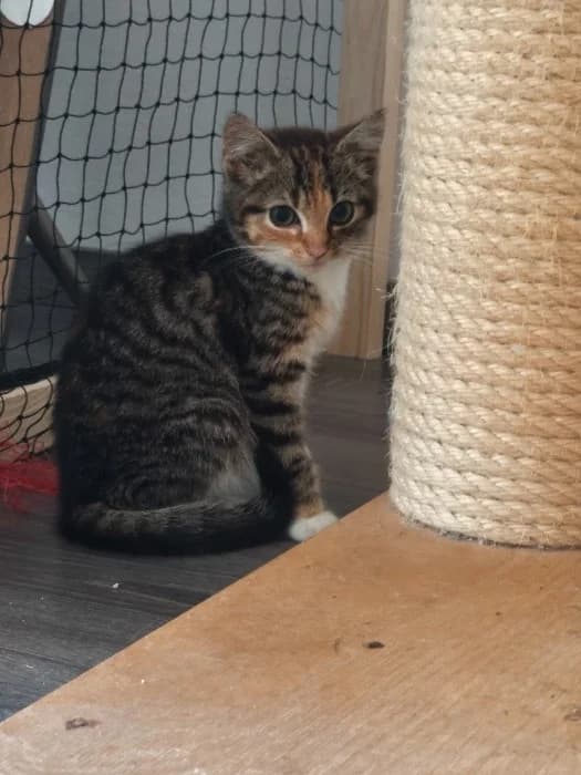 Leni & Luca, mixed breed for adoption at Tierheim Paderborn, Paderborn