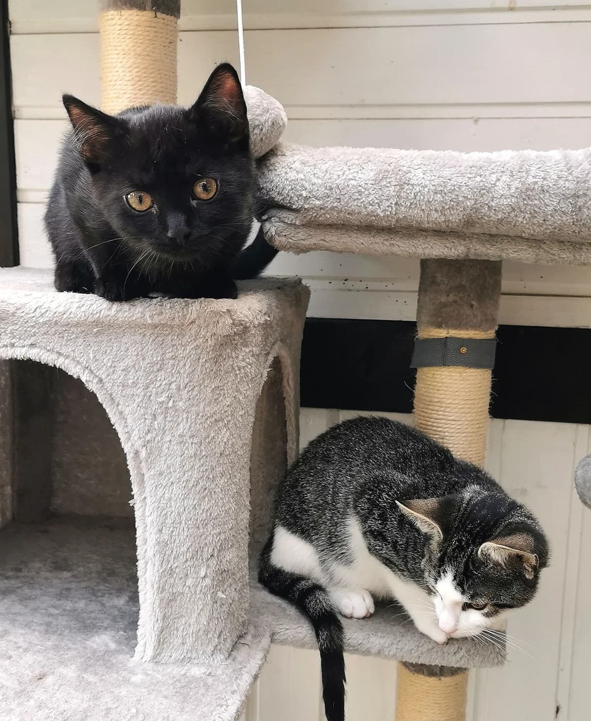 Coco + Silas, male 6yo Mixed Breed Cat for adoption at Tierheim Paderborn, Paderborn