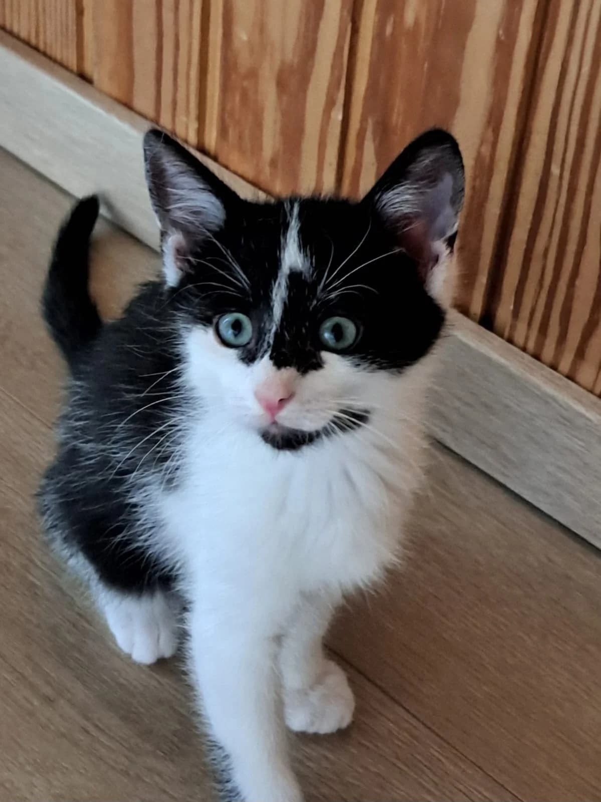 Drei Kitten, Mixed Breed Cat for adoption at Tierheim Paderborn, Paderborn