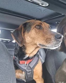 Elektra, female 4yo Mixed Breed for adoption at Tierheim Paderborn, Paderborn