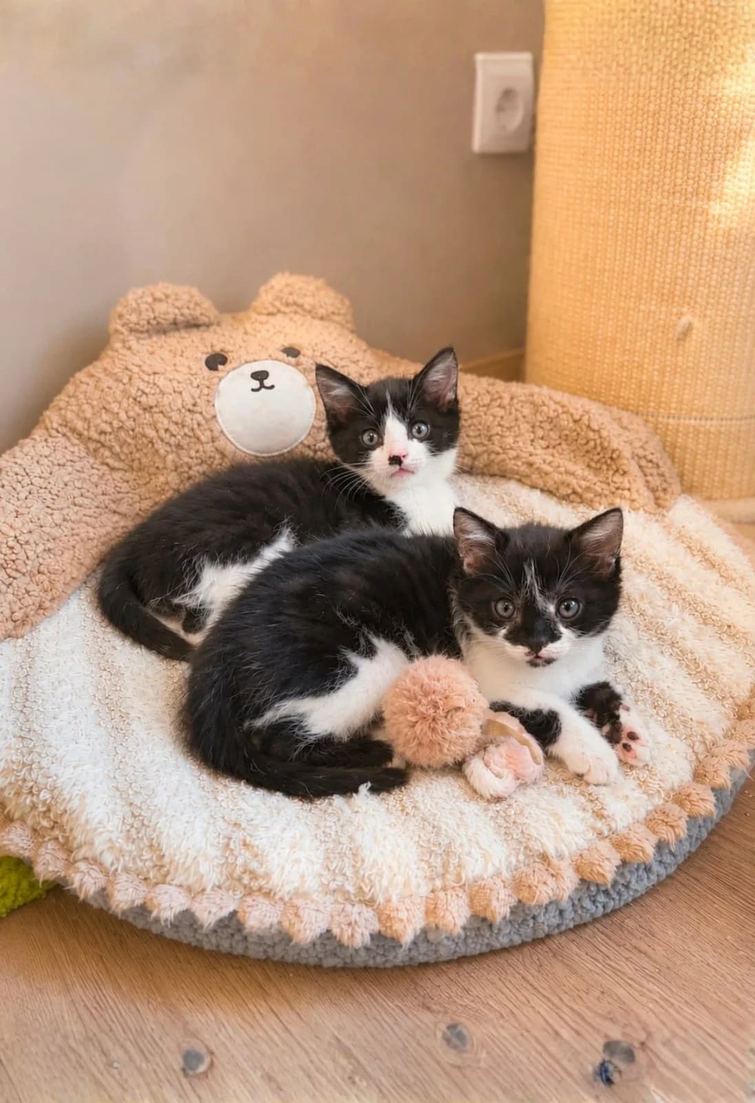 Fauchi + Spucki, schwarz puppy Mixed Breed Cat for adoption at Tierheim Paderborn, Paderborn