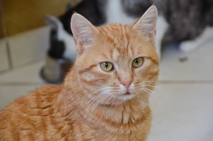 Felix, male 3yo European Shorthair for adoption at Tierheim Paderborn, Paderborn