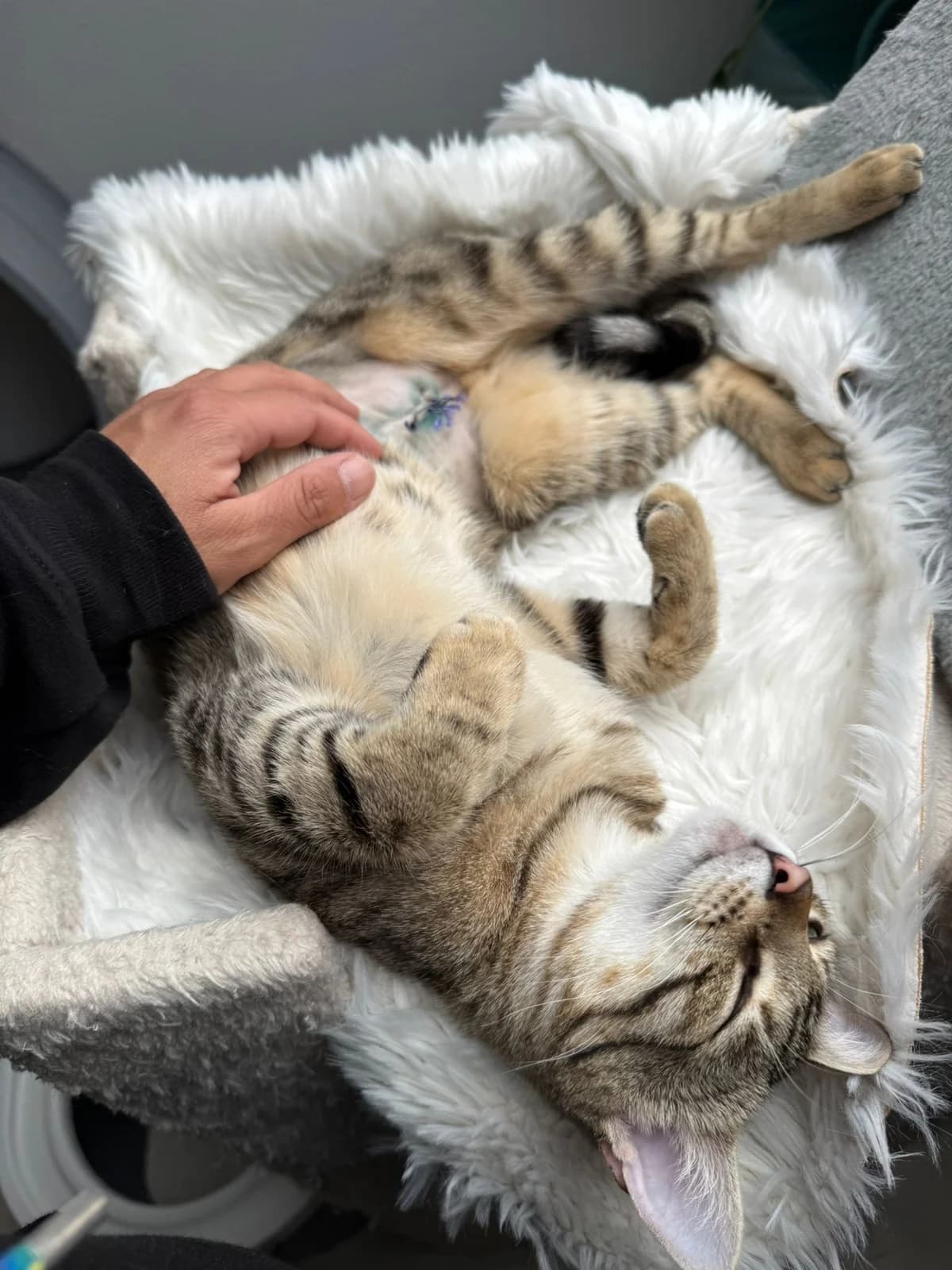 Frieda & Whiskey, puppy Bengal for adoption at Tierheim Paderborn, Paderborn