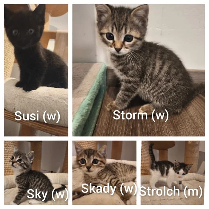 Fünf Kitten, puppy Mixed Breed Cat for adoption at Tierheim Paderborn, Paderborn