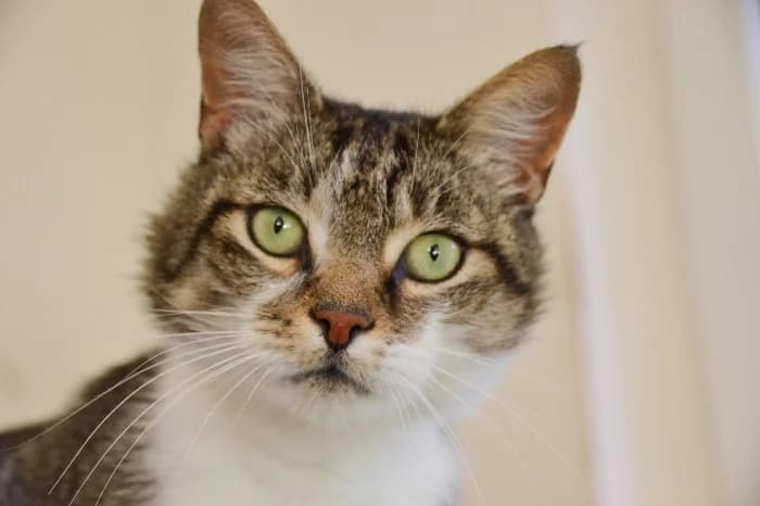 Haloumi, male young Mixed Breed Cat for adoption at Tierheim Paderborn, Paderborn