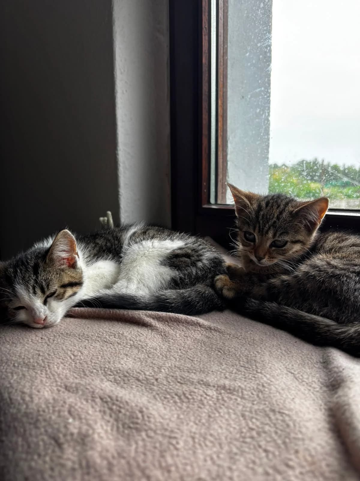 Inka & Minka, grau puppy mixed breed for adoption at Tierheim Paderborn, Paderborn
