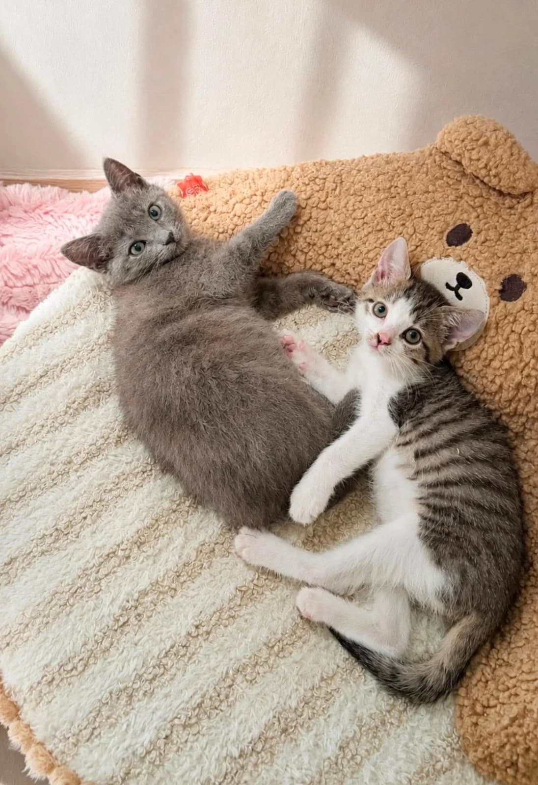 Irmgard & Mina, blau Mixed Breed Cat for adoption at Tierheim Paderborn, Paderborn
