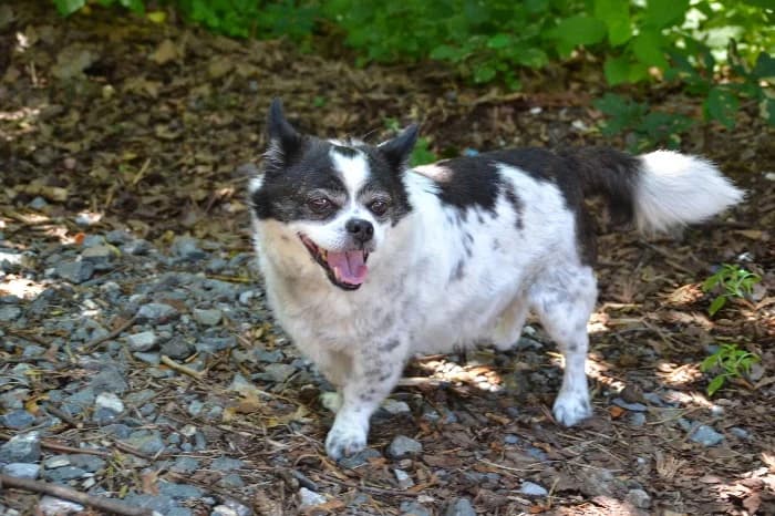 Jacko, senior Mixed Breed for adoption at Tierheim Paderborn, Paderborn