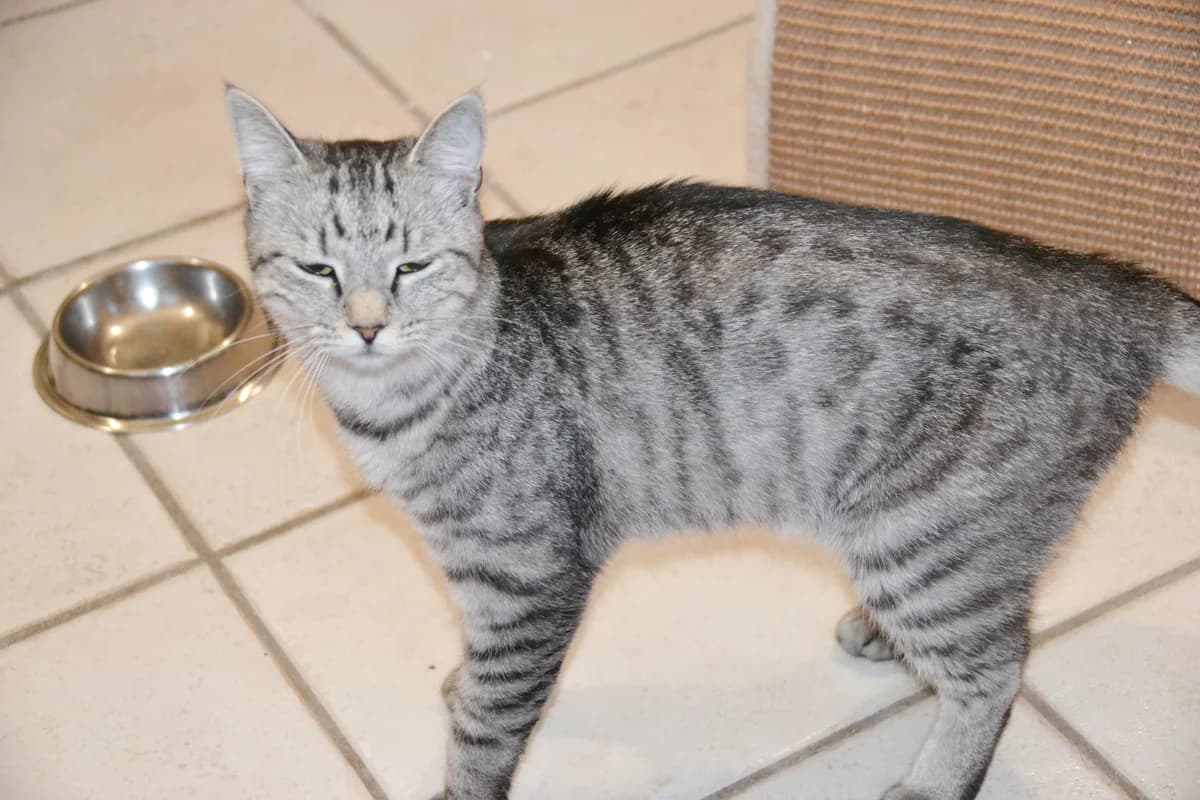 Jasmin, male Mixed Breed Cat for adoption at Tierheim Paderborn, Paderborn
