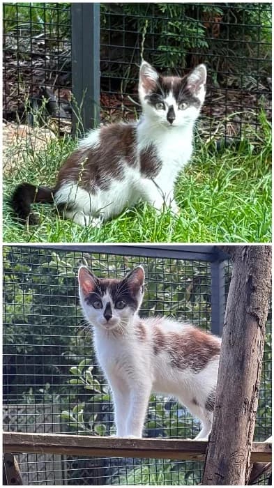 Karlchen, Mixed Breed Cat for adoption at Tierheim Paderborn, Paderborn
