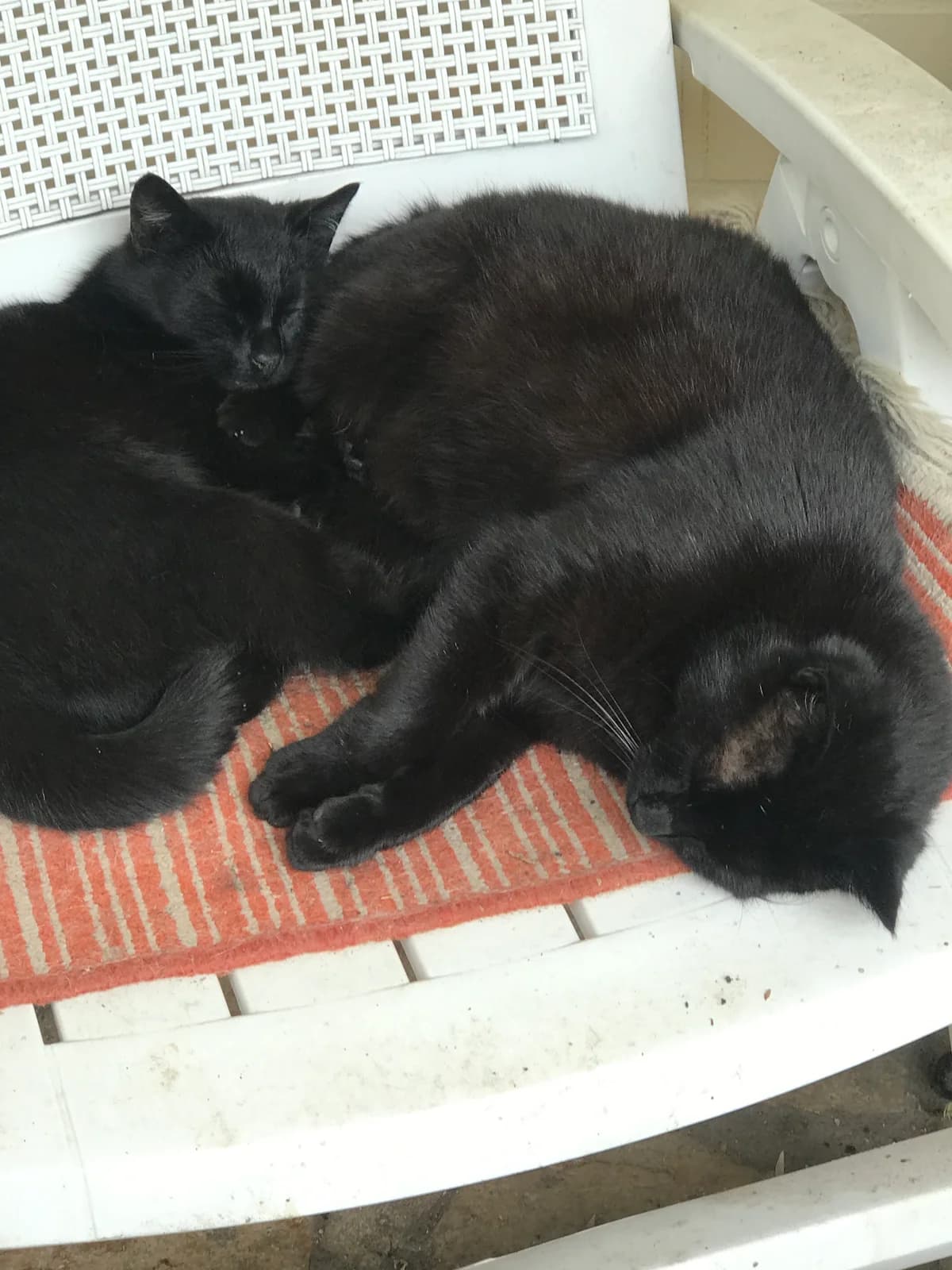Cat, male mixed breed for adoption at Tierheim Paderborn, Paderborn