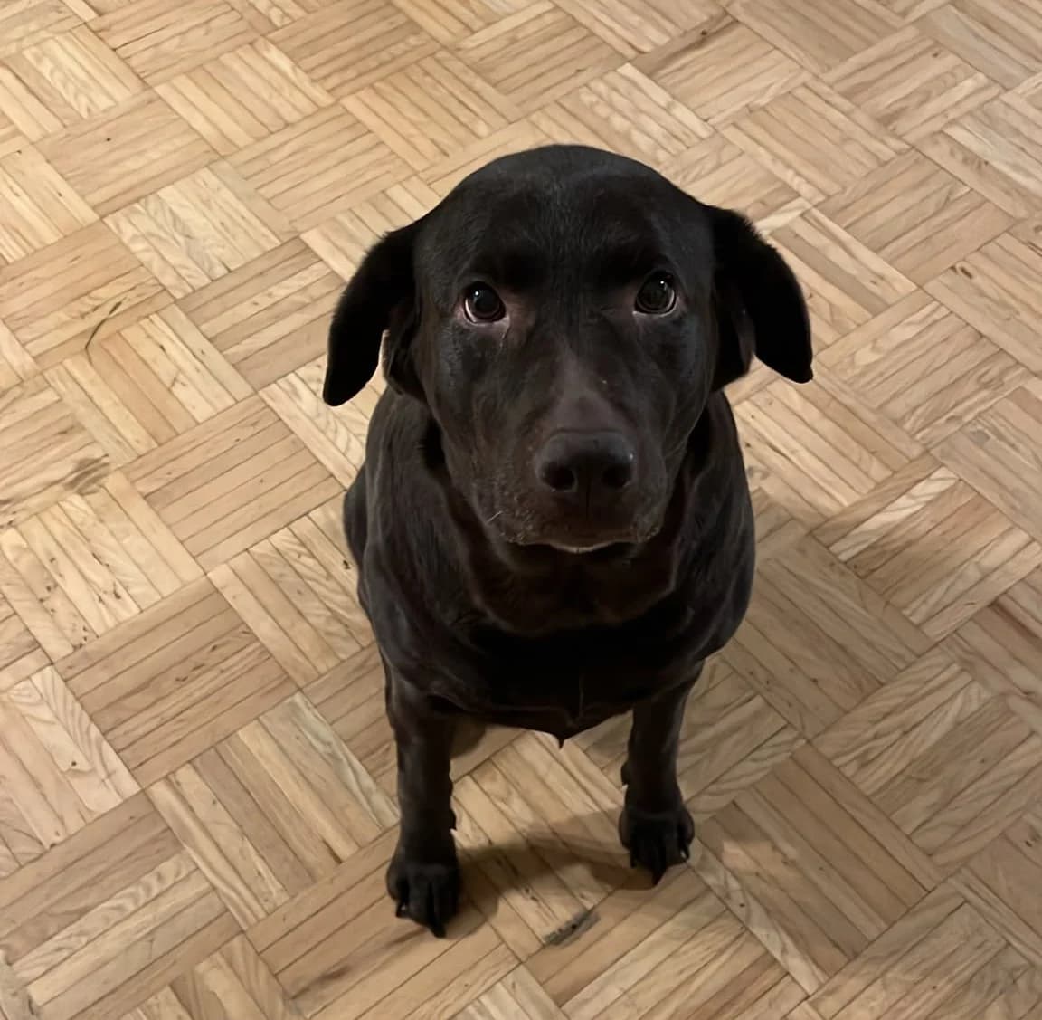 Kira, female senior Labrador Retriever for adoption at Tierheim Paderborn, Paderborn