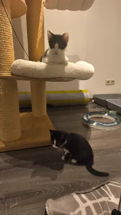 Kira+Kiara, mixed breed for adoption at Tierheim Paderborn, Paderborn