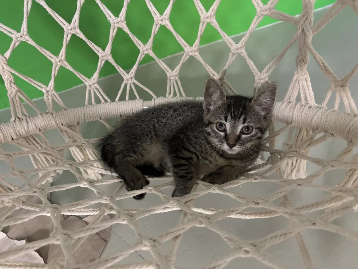 Kitten, puppy mixed breed for adoption at Tierheim Paderborn, Paderborn