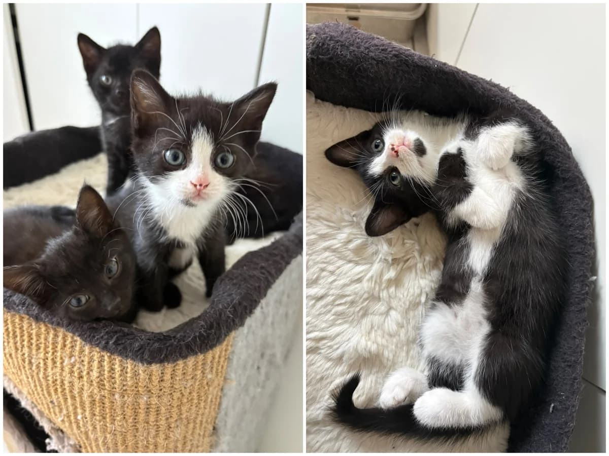 Leo, Mixed Breed Cat for adoption at Tierheim Paderborn, Paderborn