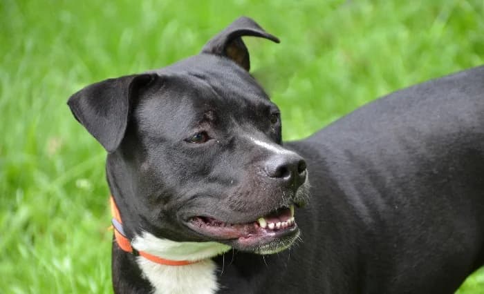 Leyla, female young Staffordshire Bull Terrier for adoption at Tierheim Paderborn, Paderborn