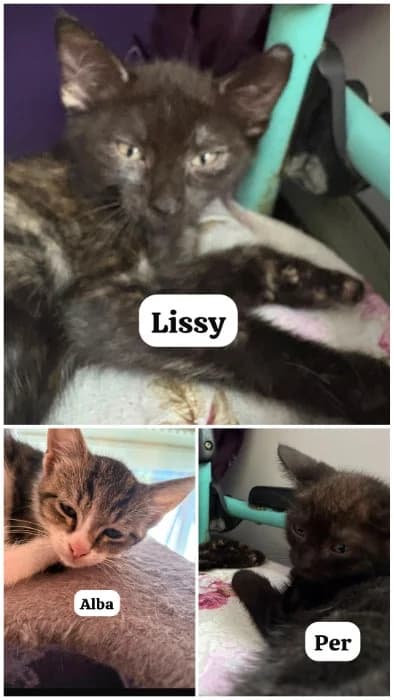 Lissy, Alba & Per, Mixed Breed Cat for adoption at Tierheim Paderborn, Paderborn