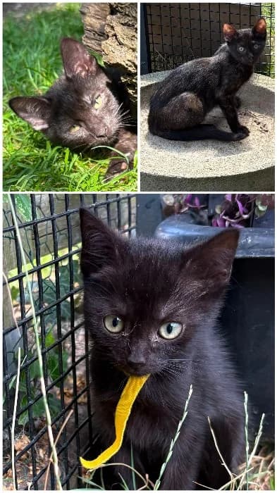 Lizzy & Mia, Mixed Breed Cat for adoption at Tierheim Paderborn, Paderborn