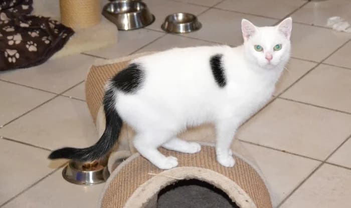 Matilda, young Mixed Breed Cat for adoption at Tierheim Paderborn, Paderborn