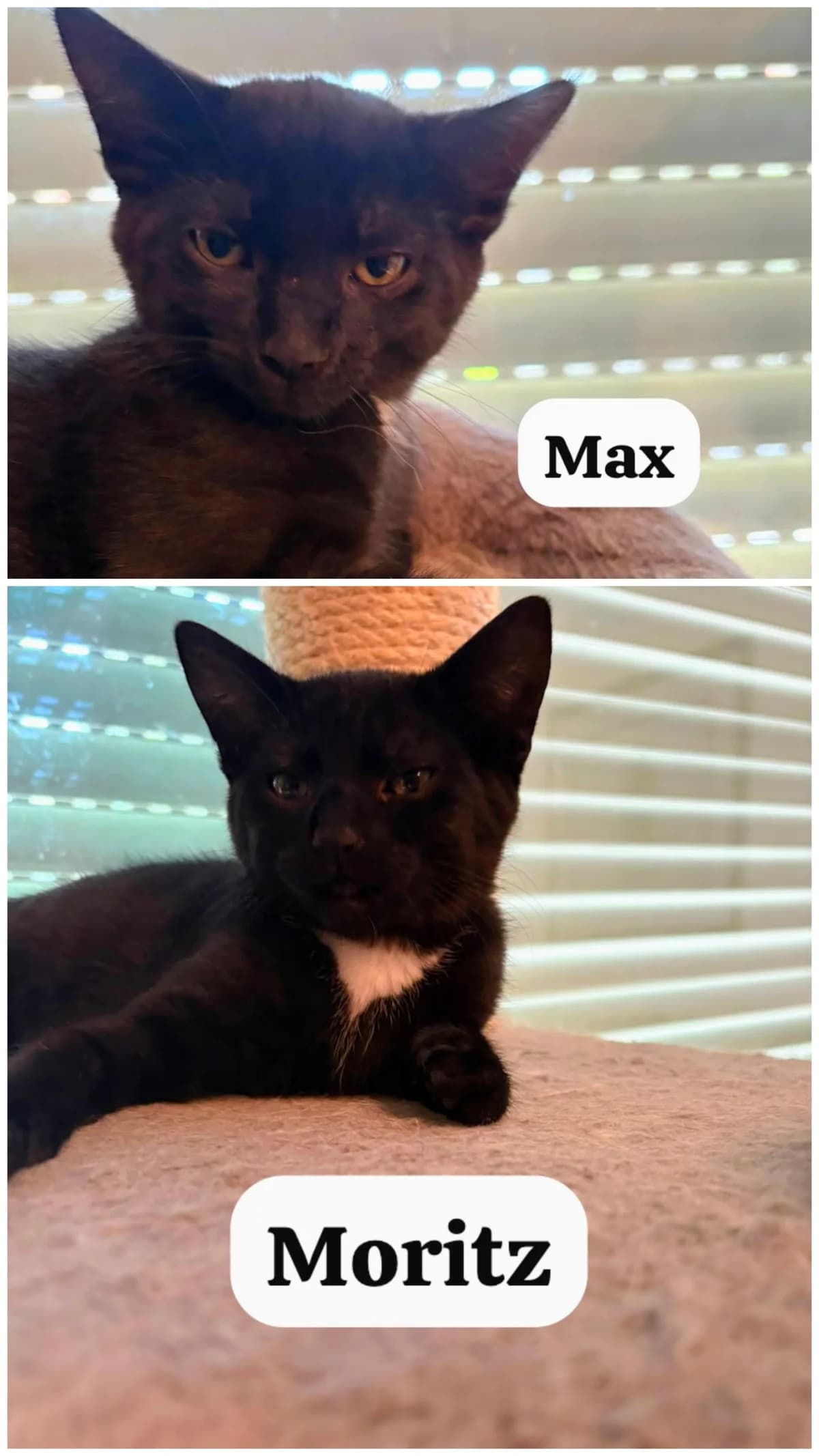 Max & Moritz, mixed breed for adoption at Tierheim Paderborn, Paderborn