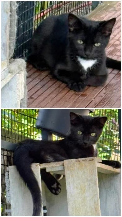 Max und Moritz, Mixed Breed Cat for adoption at Tierheim Paderborn, Paderborn