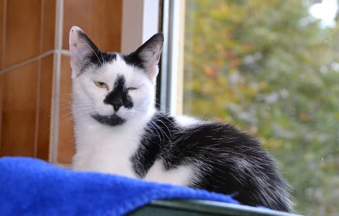 May, young Mixed Breed Cat for adoption at Tierheim Paderborn, Paderborn