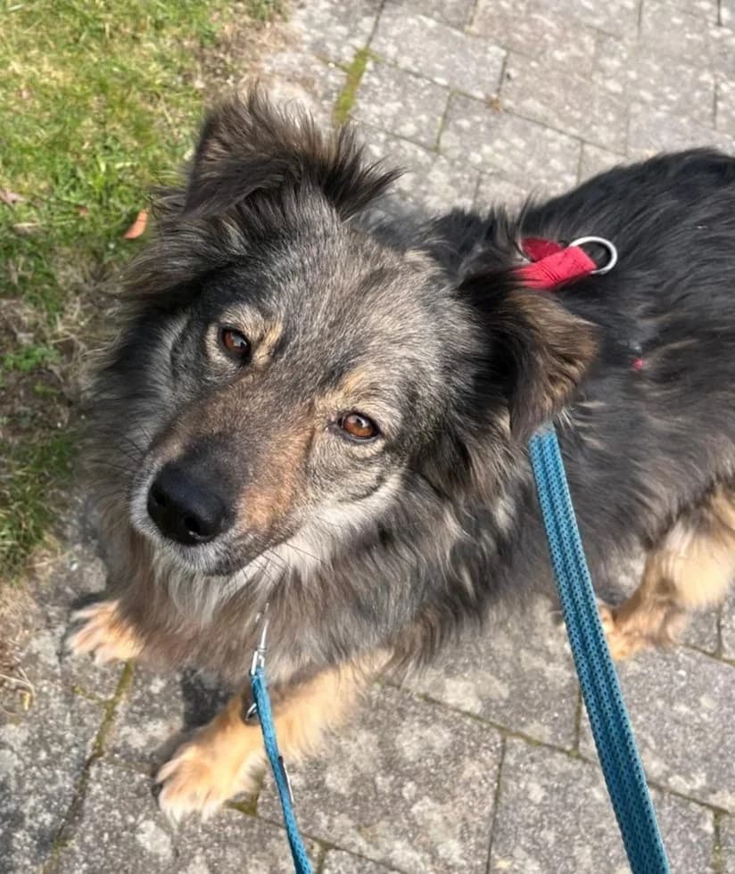 Mia, female Mixed Breed for adoption at Tierheim Paderborn, Paderborn