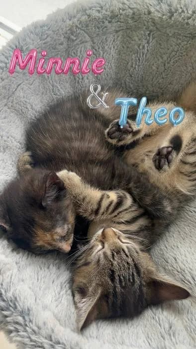 Minnie + Theo, Mixed Breed Cat for adoption at Tierheim Paderborn, Paderborn