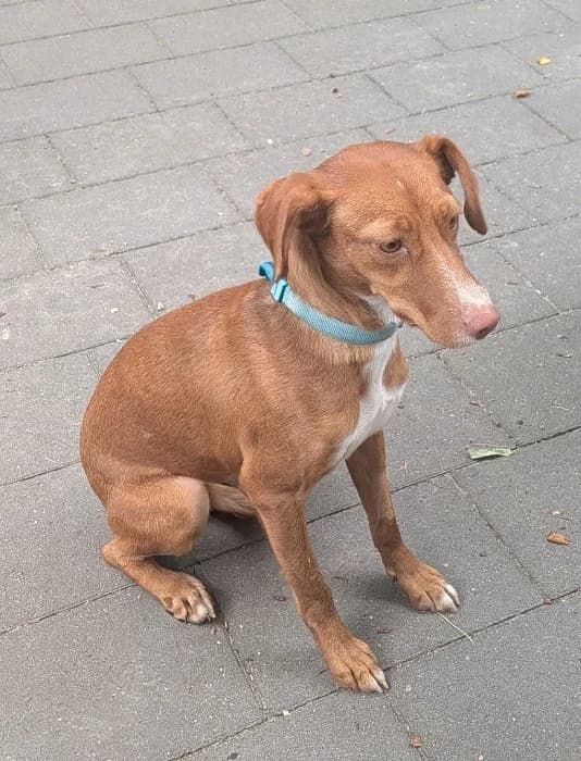 Mirna, female young Mixed Breed for adoption at Tierheim Paderborn, Paderborn