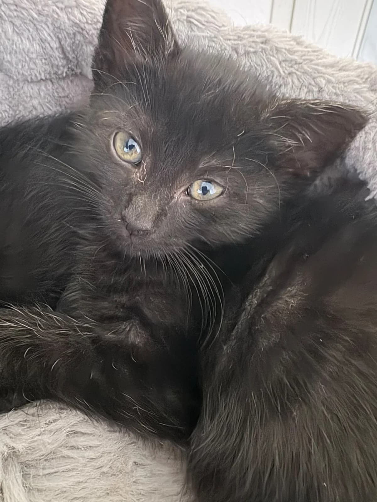 Momo, schwarz mixed breed for adoption at Tierheim Paderborn, Paderborn
