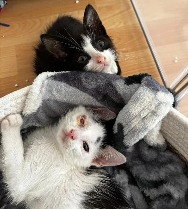 Mr. & Mrs. Flodder, puppy Mixed Breed Cat for adoption at Tierheim Paderborn, Paderborn