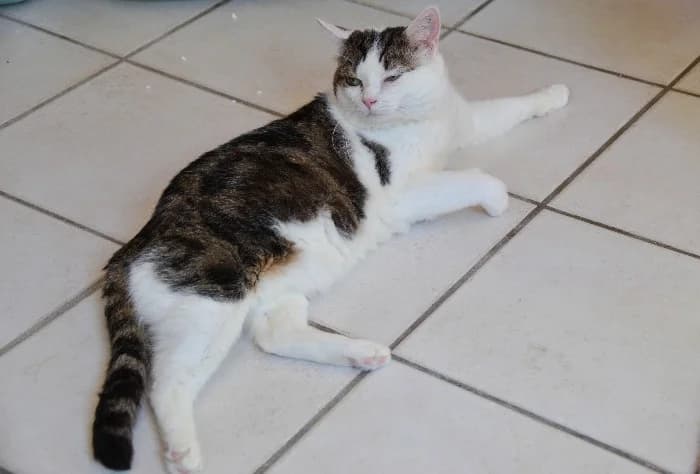 Mr. Sparkles, male 6yo Mixed Breed Cat for adoption at Tierheim Paderborn, Paderborn