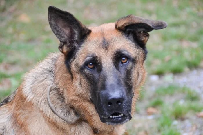 Nino, senior German Shepherd for adoption at Tierheim Paderborn, Paderborn