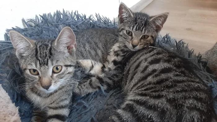 Nova, Lunar & Arie, grau male puppy Mixed Breed Cat for adoption at Tierheim Paderborn, Paderborn