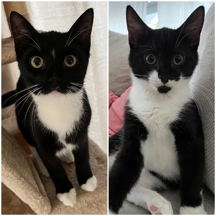 Oscar & Eddi, Mixed Breed Cat for adoption at Tierheim Paderborn, Paderborn