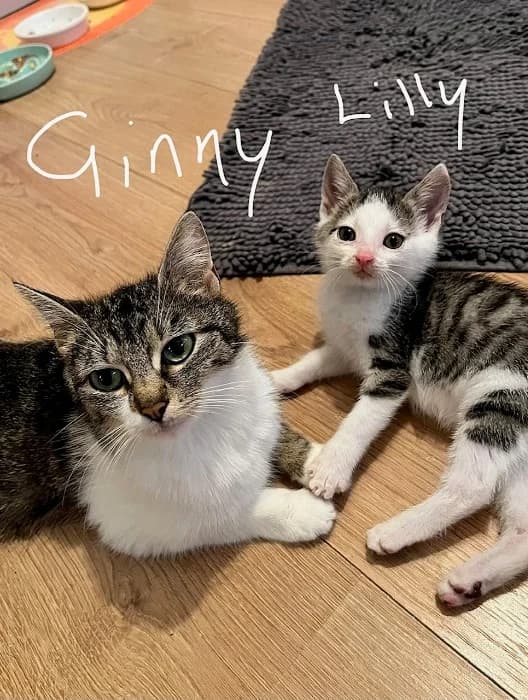 Oscar & Eddi, Lilly & Ginny, male Mixed Breed Cat for adoption at Tierheim Paderborn, Paderborn