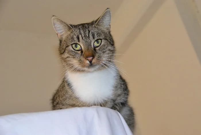 Pantau, male Mixed Breed Cat for adoption at Tierheim Paderborn, Paderborn