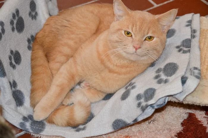 Percy, male young British Shorthair for adoption at Tierheim Paderborn, Paderborn