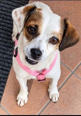 Pixie, young Mixed Breed for adoption at Tierheim Paderborn, Paderborn