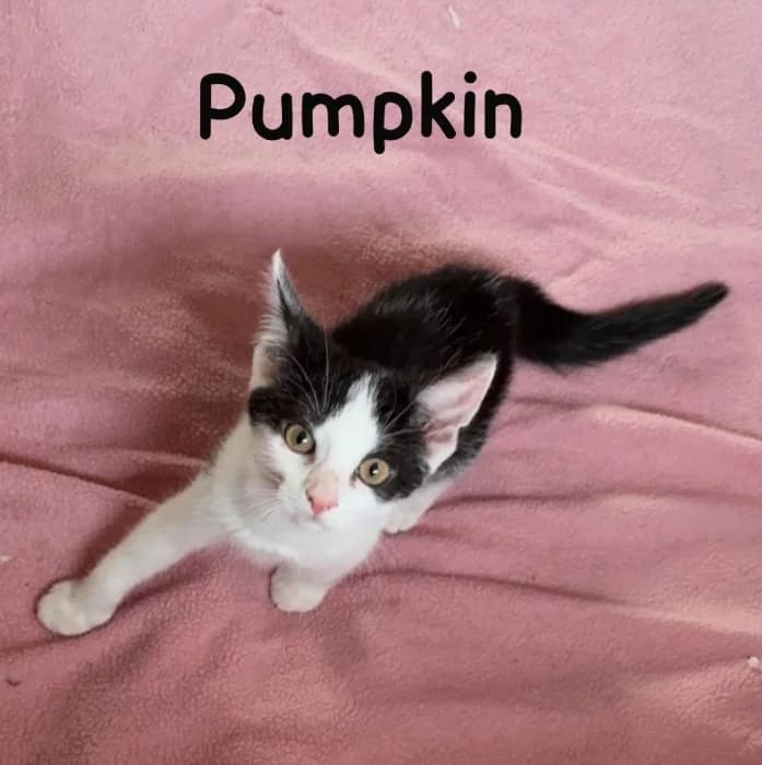 Pumpkin, Mixed Breed Cat for adoption at Tierheim Paderborn, Paderborn