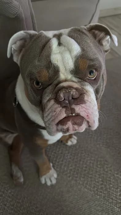 Rubbel, male senior English Bulldog for adoption at Tierheim Paderborn, Paderborn
