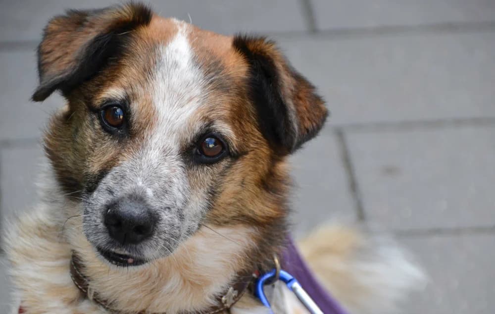 Rusty, senior Mixed Breed for adoption at Tierheim Paderborn, Paderborn